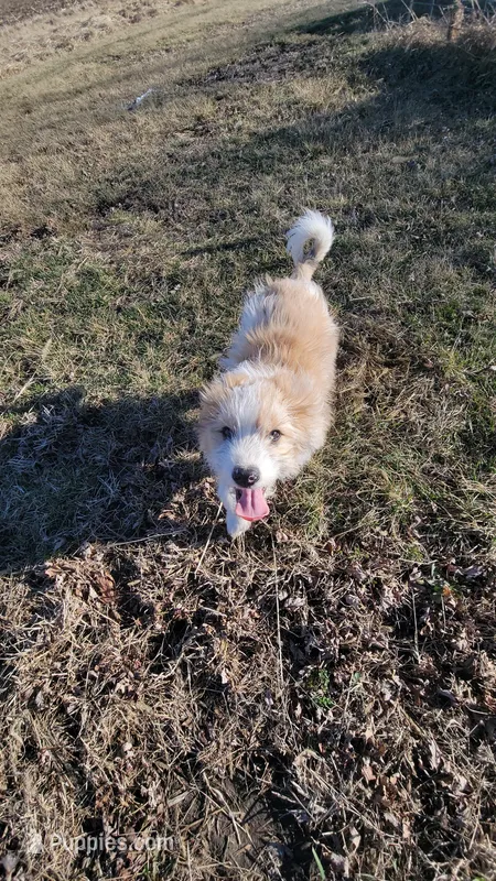 Gunner – English Shepherd, Miniature Aussiedoodle puppy for sale in Bloomington, IL