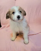 Gunner, a male English Shepherd and Miniature Aussiedoodle for sale in Bloomington, IL – Photo 2 of 3