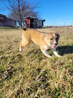 Jolene, a female English Shepherd and Miniature Aussiedoodle for sale in Bloomington, IL – Photo 2 of 2