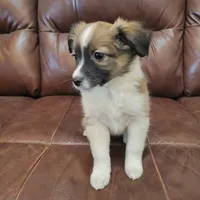 Jolene, a female English Shepherd and Miniature Aussiedoodle for sale in Bloomington, IL – Photo 1 of 2