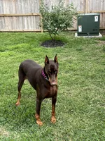Leo, a male Doberman Pinscher for sale in Caldwell, TX – Photo 1 of 2