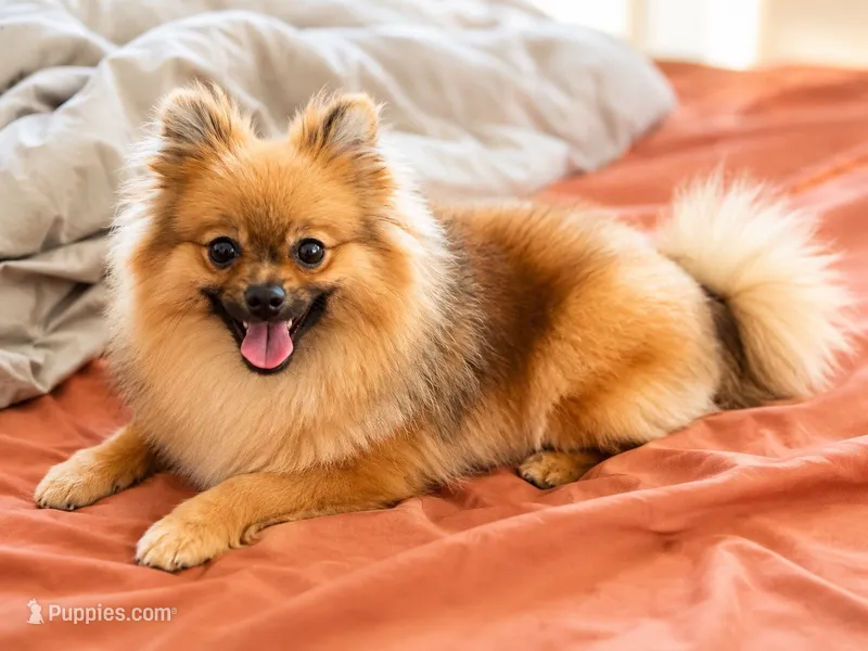 Churro – Pomeranian puppy for sale in Dallas, TX