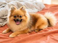 Churro, a male Pomeranian for sale in Dallas, TX – 1 of 2
