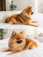 Churro, a male Pomeranian for sale in Dallas, TX – 2 of 2