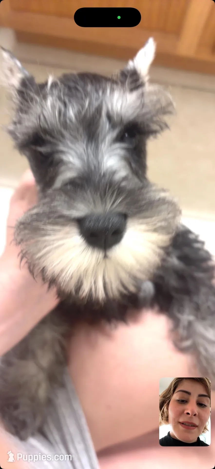 Klaus, a male Miniature Schnauzer for sale in Orlando, FL – Photo 3 of 6