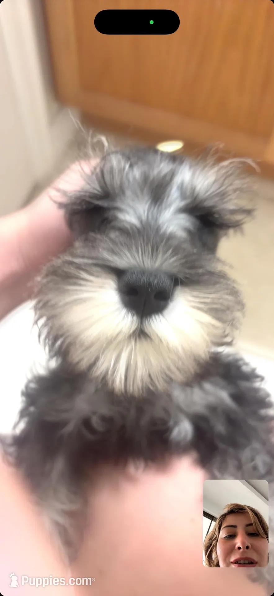 Klaus – Miniature Schnauzer puppy for sale in Orlando, FL