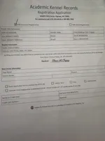 Klaus Mikaelson, a male Miniature Schnauzer for sale in Orlando, FL – Photo 8 of 10