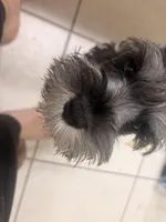 Klaus Mikaelson, a male Miniature Schnauzer for sale in Orlando, FL – Photo 4 of 10