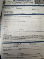 Klaus Mikaelson, a male Miniature Schnauzer for sale in Orlando, FL – Photo 7 of 10