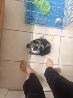 Klaus Mikaelson, a male Miniature Schnauzer for sale in Orlando, FL – Photo 1 of 10