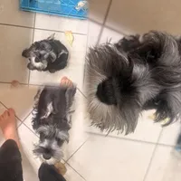 Klaus Mikaelson, a male Miniature Schnauzer for sale in Orlando, FL – Photo 5 of 10