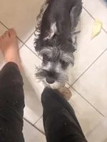 Klaus Mikaelson, a male Miniature Schnauzer for sale in Orlando, FL – Photo 3 of 10