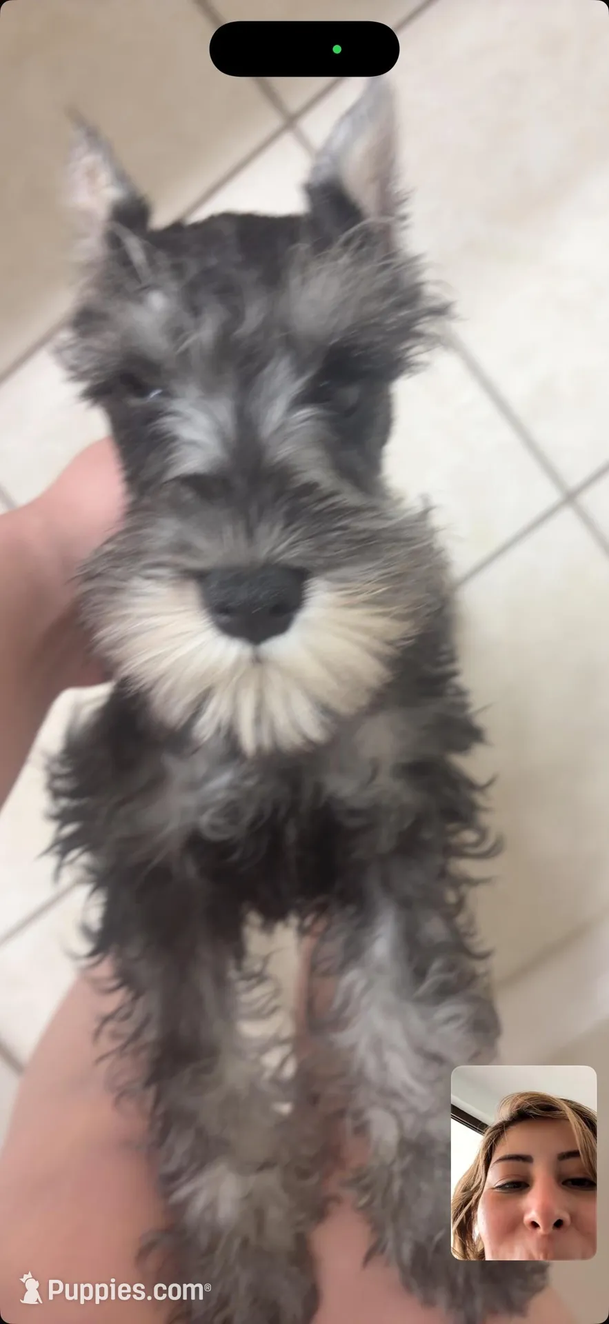 Klaus, a male Miniature Schnauzer for sale in Orlando, FL – Photo 2 of 6