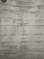 Damon Salvatore, a male Yorkshire Terrier for sale in Orlando, FL – Photo 7 of 7