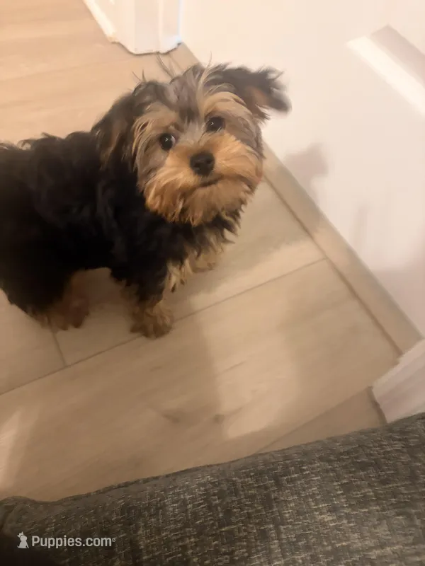 Damon Salvatore – Yorkshire Terrier puppy for sale in Orlando, FL