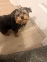 Damon Salvatore, a male Yorkshire Terrier for sale in Orlando, FL – Photo 1 of 7