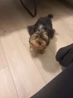 Damon Salvatore, a male Yorkshire Terrier for sale in Orlando, FL – Photo 4 of 7