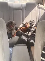 Damon Salvatore, a male Yorkshire Terrier for sale in Orlando, FL – Photo 2 of 7