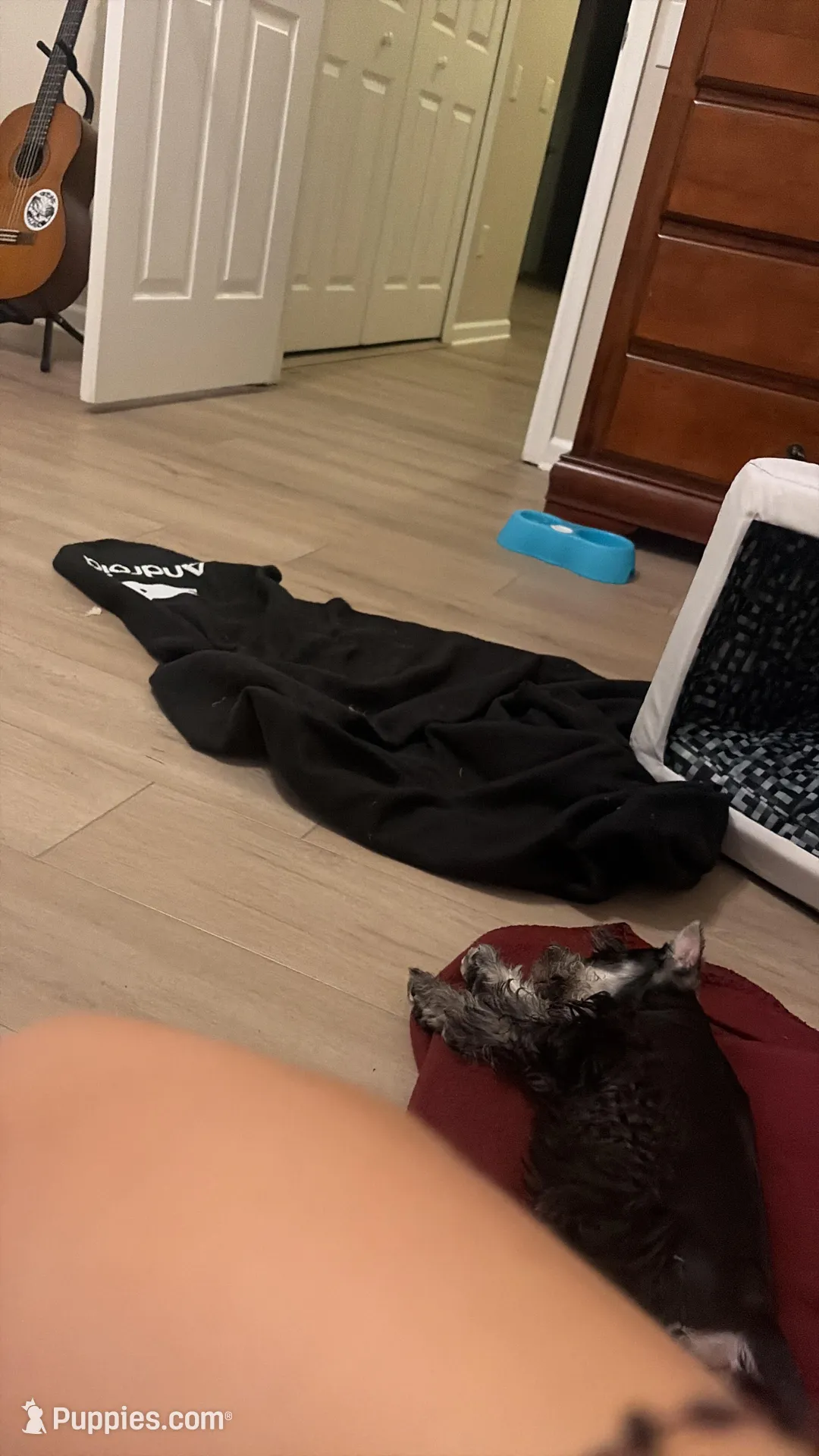 Klaus Mikaelson, a male Miniature Schnauzer for sale in Orlando, FL – Photo 10 of 10