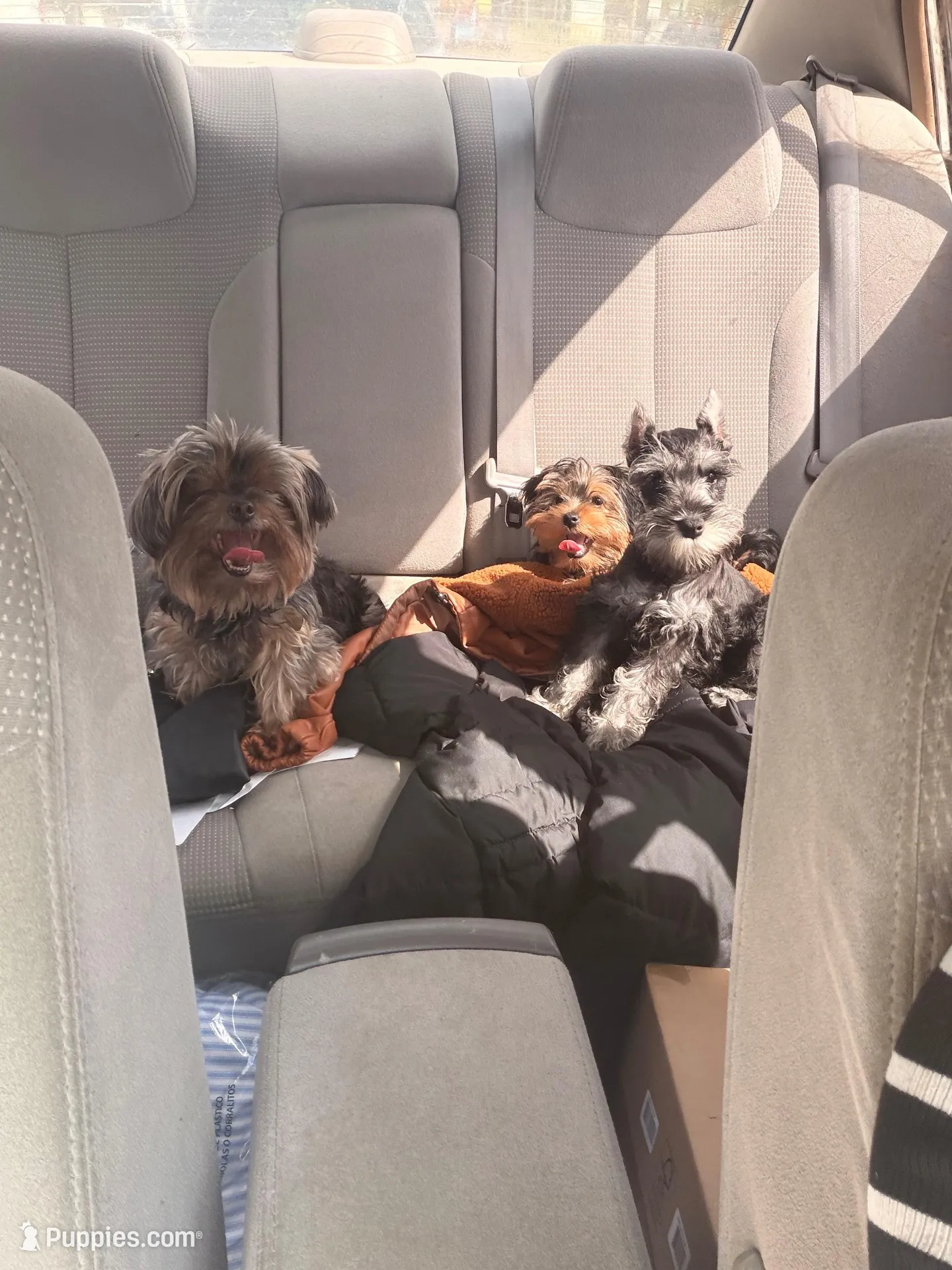 Klaus Mikaelson, a male Miniature Schnauzer for sale in Orlando, FL – Photo 6 of 10