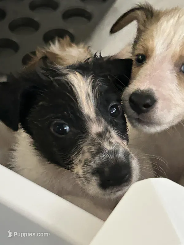 Puppy #7  – Dalmatian, Collie puppy for sale in Fredericksburg, TX
