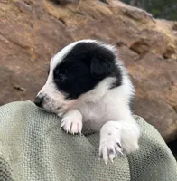 Puppy #7 Little Neeb, a female Dalmatian and Collie for sale in Fredericksburg, TX – Photo 2 of 4