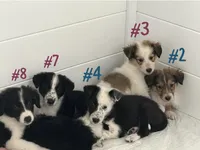 Puppy #7 , a female Dalmatian and Collie for sale in Fredericksburg, TX – Photo 4 of 6