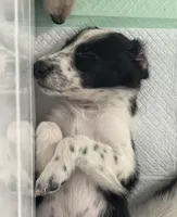 Puppy #7 , a female Dalmatian and Collie for sale in Fredericksburg, TX – Photo 2 of 6