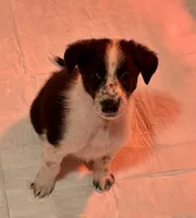 Puppy #7 Little Neeb, a female Dalmatian and Collie for sale in Fredericksburg, TX – Photo 3 of 4