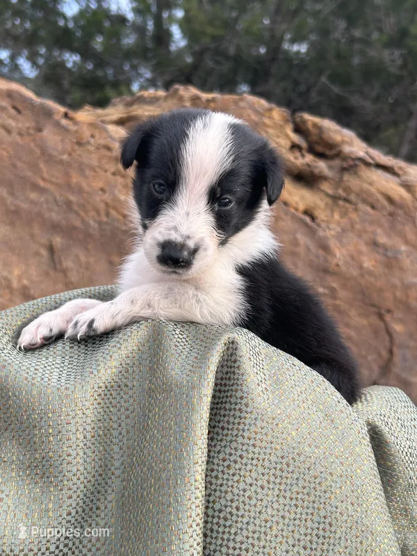 Puppy #7 Little Neeb – Dalmatian, Collie puppy for sale in Fredericksburg, TX