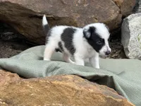 Puppy #6 Piglet, a female Dalmatian and Collie for sale in Fredericksburg, TX – Photo 5 of 5