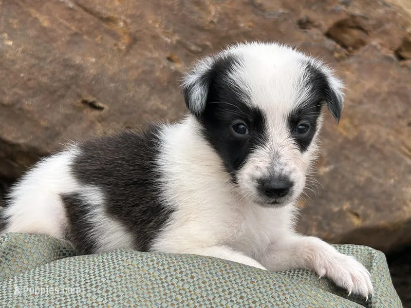 Puppy #6 Piglet – Dalmatian, Collie puppy for sale in Fredericksburg, TX