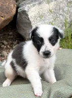 Puppy #6 Piglet, a female Dalmatian and Collie for sale in Fredericksburg, TX – Photo 3 of 5
