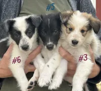 Puppy #6 Piglet, a female Dalmatian and Collie for sale in Fredericksburg, TX – Photo 2 of 5