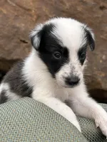 Puppy #6 Piglet, a female Dalmatian and Collie for sale in Fredericksburg, TX – Photo 4 of 5