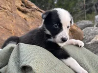 Puppy #4 Mr.TwoFace, a male Dalmatian and Collie for sale in Fredericksburg, TX – Photo 4 of 4