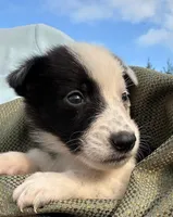 Puppy #4 Mr.TwoFace, a male Dalmatian and Collie for sale in Fredericksburg, TX – Photo 3 of 4