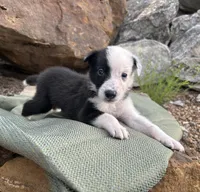 Puppy #4 Mr.TwoFace, a male Dalmatian and Collie for sale in Fredericksburg, TX – Photo 2 of 4
