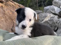 Puppy #4 Mr.TwoFace, a male Dalmatian and Collie for sale in Fredericksburg, TX – Photo 1 of 4