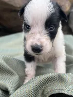 Puppy #1 Runt, a male Dalmatian and Collie for sale in Fredericksburg, TX – Photo 3 of 6