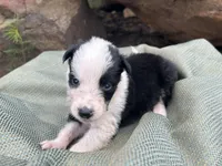 Puppy #1 Runt, a male Dalmatian and Collie for sale in Fredericksburg, TX – Photo 2 of 6