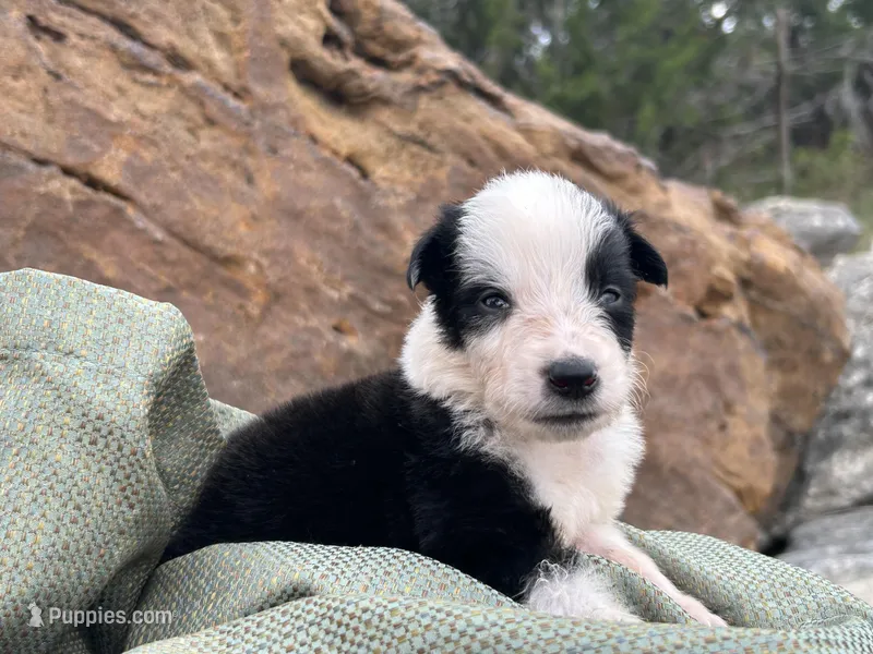 Puppy #1 Runt – Dalmatian, Collie puppy for sale in Fredericksburg, TX