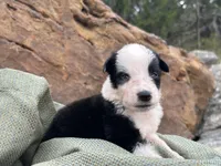 Puppy #1 Runt, a male Dalmatian and Collie for sale in Fredericksburg, TX – Photo 1 of 6