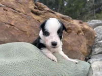 Puppy #1 Runt, a male Dalmatian and Collie for sale in Fredericksburg, TX – Photo 6 of 6