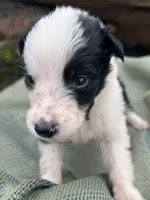 Puppy #1 Runt, a male Dalmatian and Collie for sale in Fredericksburg, TX – Photo 5 of 6