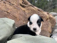 Puppy #1 Runt, a male Dalmatian and Collie for sale in Fredericksburg, TX – Photo 4 of 6
