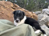Puppy #5 , a male Dalmatian and Collie for sale in Fredericksburg, TX – Photo 4 of 5