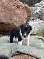 Puppy #5 , a male Dalmatian and Collie for sale in Fredericksburg, TX – Photo 3 of 5