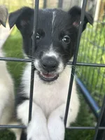 Puppy #5 , a male Dalmatian and Collie for sale in Fredericksburg, TX – Photo 1 of 5