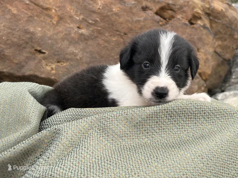 Puppy #8 Pudgy Paige – Dalmatian, Collie puppy for sale in Fredericksburg, TX